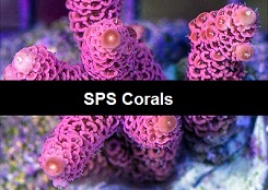 SPS Corals