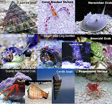 Safe Clean Reef Package Picture of Safe Clean Reef Package