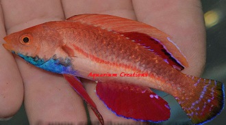 Long Fin Fairy Wrasse, Cirrhilabrus rubriventralis
