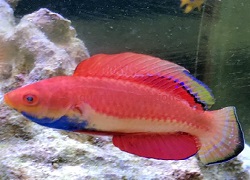 Blue Throat Fairy Wrasse, Cirrhilabrus cyanogularis