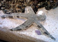 Sandstars will keep substrate clean of uneaten food and broken down organic compounds.