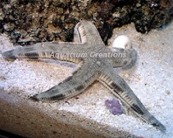 Sand Sifting Star Fish Picture of Sand Sifting Star Fish