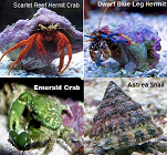 Scarlet Reef Hermit Crab Package Picture of the Scarlet Reef Hermit Crab Package