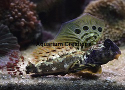 Picture of Scooter Blenny