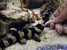 Picture of marine aquarium Sharks