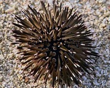 Short Spine Urchin Picture of Short Spine Urchin