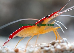Scarlet Skunk Cleaner Shrimp Scarlet Skunk Cleaner Shrimp
