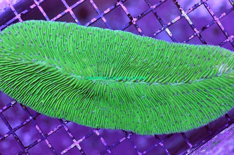 Picture of Green Tongue Coral from Australia