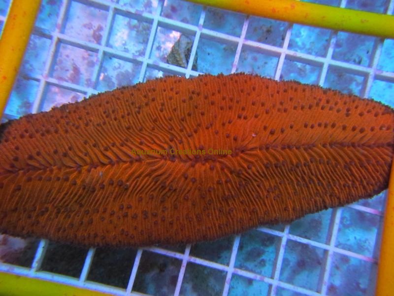 Picture of Orange Tongue Coral from Australia