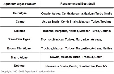 Saltwater Snail for Specific Algae Problem - Hair Algae, Macro Algae, Cyano, Diatoms, Green Film Algae, Brown Film Algae, Detritus