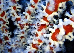 Picture of Australian White Lightning Sponge