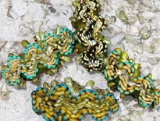 Aquacultured, Squamosa Clam Picture of Aquacultured, Squamosa Clam