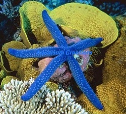 Royal Sea Starfish Picture of Royal Sea Starfish