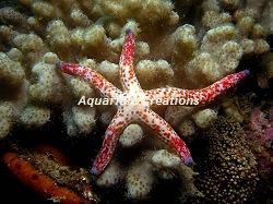 Dalmation Linckia Starfish Picture of Dalmation Linckia Starfish