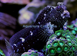 Starry Blenny. Picture of Starry Blenny