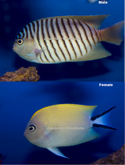 Picture of Spotbreast Angelfish, Genicanthus melanospilos