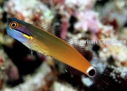Tail Spot Blenny Picture of Tail Spot Blenny