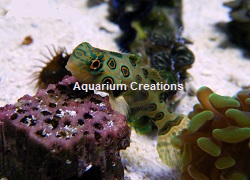 Picture of Target Mandarin also called Spotted Mandarin