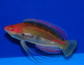 Temminck's Fairy Wrasse, Cirrhilabrus temminckii