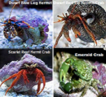 The Crab Package Picture of The Crab Package