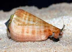 Tiger Sand Conch, Aquacultured Tiger Sand Conch, Aquacultured