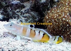 Tiger Watchman Goby Picture of Tiger Watchman Goby