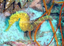 Tigertail Seahorse, Hippocampus comes, Captive-Bred Picture of Tigertail Seahorse, Hippocampus comes