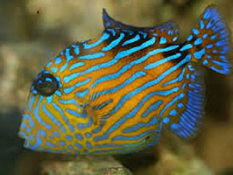 Picture of Trigger fish