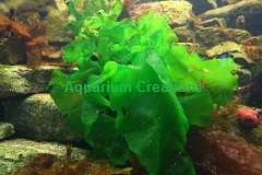 Ulva Lactuca, Macroalgae also called Sea Lettuce