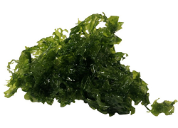 Ulva Lactuca, Macroalgae also called Sea Lettuce