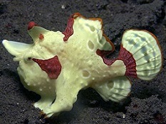 Saltwater Angler fish & Frogfish Picture of Saltwater Angler fish & Frogfish