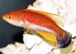 Picture of Whip Fin Fairy Wrasse, Cirrhilabrus filamentosus
