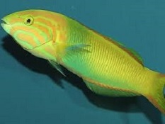 Picture of Saltwater Aquarium Wrasses's for Fish Only Aquariums.