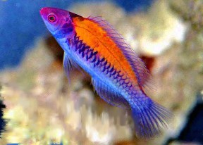 The Orange-back fairy wrasse, Cirrhilabrus aurantidorsalis