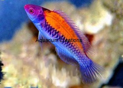 Picture of Orange-back fairy wrasse, Cirrhilabrus aurantidorsalis