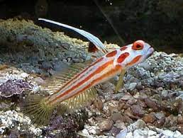 Picture of Captive-Bred Yasha White Ray Shrimp Goby, Stonogobiops yasha