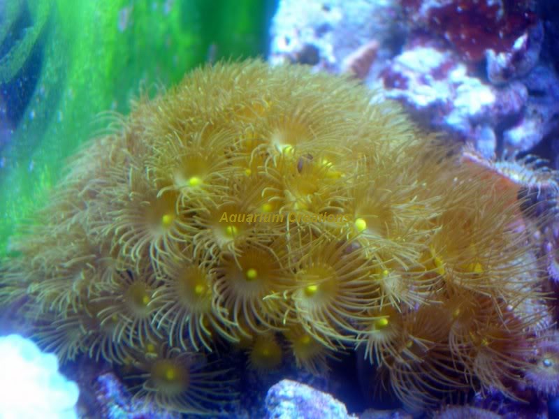 Picture of Yellow Polyps Coral, Parazoanthus gracilis