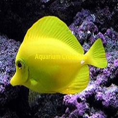 Hawaii Hawaii Yellow Tangs On Sale