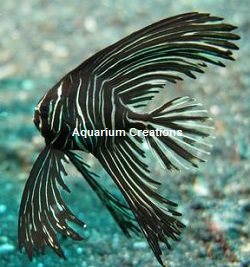 Picture of Captive Bred Zebra Batfish