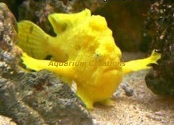 Yellow Angler fish Picture of Yellow Angler fish