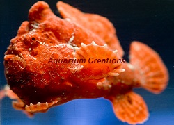 Red Angler fish Picture of Red Angler fish