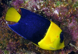 Bicolor  Angelfish Picture of Bicolor Angelfish