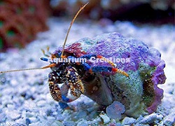 Dwarf Blue Leg Reef Hermit Crab Picture of Dwarf Blue Leg Reef Hermit Crab