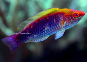 The Multicolor Lubbock's Fairy Wrasse, Cirrhilabrus lubbocki