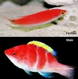 Picture of Yellow Fin Fairy Wrasse, Cirrhilabrus flavidorsalis