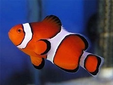 Clownfish for Sale Picture of Aquarium Clownfish