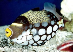 Clown Triggerfish Picture of a Clown Triggerfish