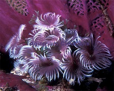 Purple Cluster Feather Dusters Picture of Purple Cluster Feather Dusters