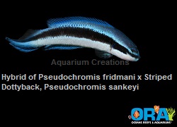 Picture of Electric Indigo Dottyback,Captive Bred