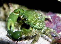 Reef-safe Algae Eater, Green Emerald Crab Reef-safe Algae Eater, Green Emerald Crab